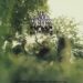 pochette Blades of grass